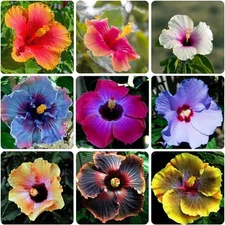 120+ PCS Mixed Giant Hibiscus Seeds for Planting Flowers Perennial Brown 