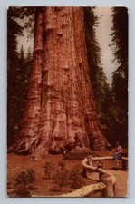 Sequoia National Park Big Trees Near Fresno California Postcard #39 Union Oil
