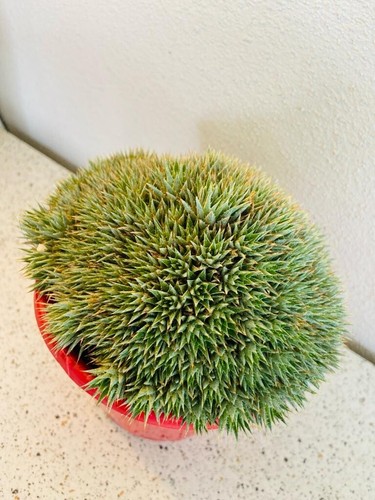 Deuterocohnia - Rare Bromeliad Succulent - Unique Rosettes - Picture 8 of 8