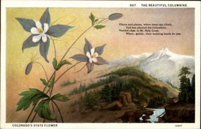 USA Vintage Postcard ~1920/30 State Flower of Colorado The Blue Columbine Blume