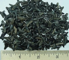 250 - Fossilized "Small" Full Shark Teeth from South Florida