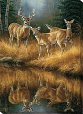 Rosemary Millette Whitetail Reflections - Deer