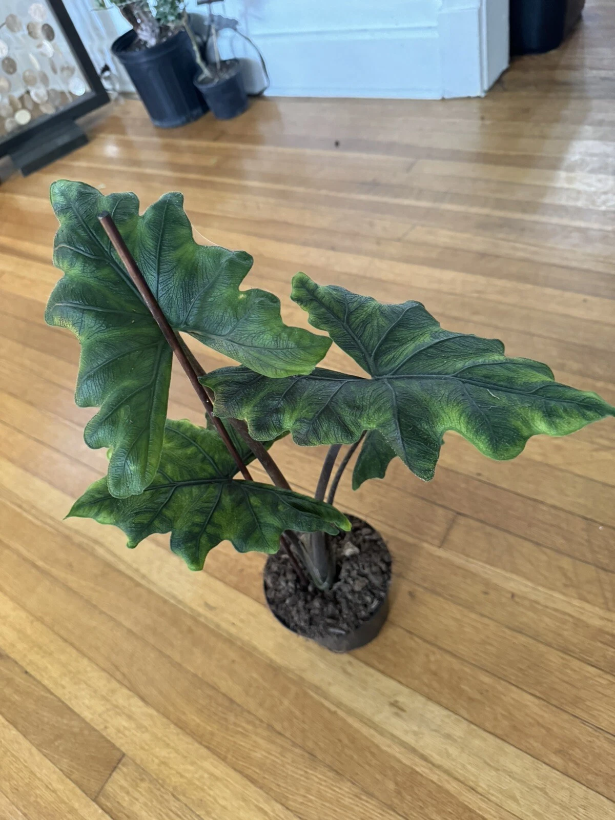 Alocasia ‘Jacklyn’ (Alocasia sulawesi)