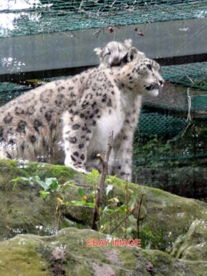 PHOTO  NUREMBURG ZOO SNOW LEOPARD (4)