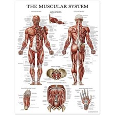 The Muscular System Human Anatomy Chart Educational Medical Poster Art