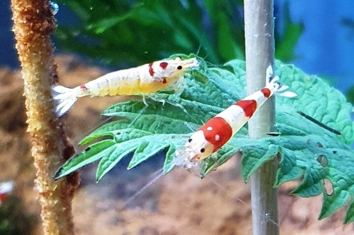 Crevettes Caridina cantonensis PRL Pure Red Line, souche pure de grade A