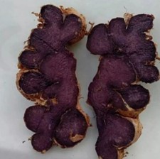 5 Bulbs Black Ginger Plant Kaempferia Parvifl...