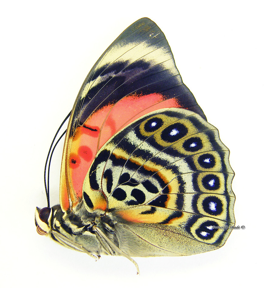 Unmounted Butterfly/Nymphalidae - Agrias claudina lugens, M, A1/A