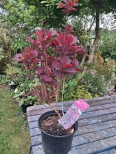 XL COTINUS COGGYGRIA "Royal Purple" Smoke Bush Shrub 5litre Pot UK Nursery