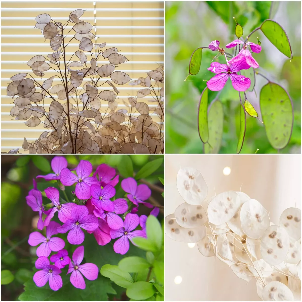 Lunaria biennis sale