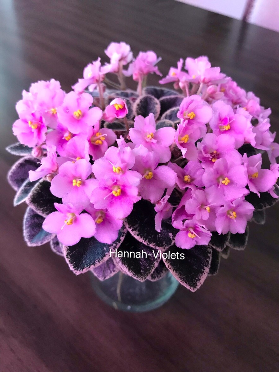African violet Plant “Cajun's Lil Joy” Variegated (Semiminiature