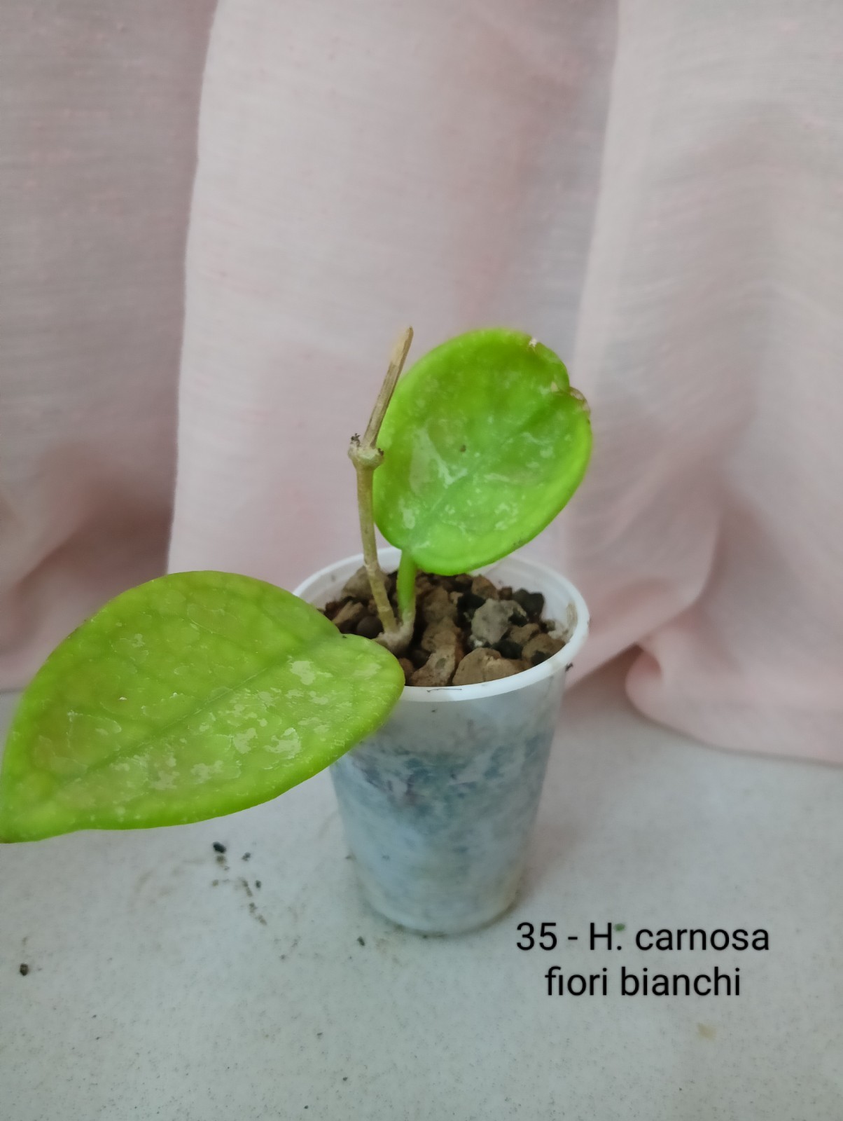 Hoya Carnosa, Fiori Bianchi