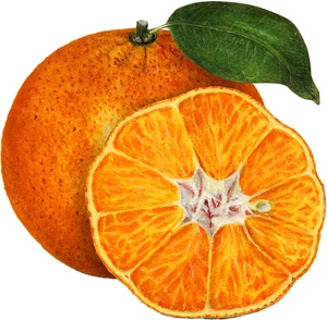 Orange Fruit Food Self Adhesive Vinyl Sticker