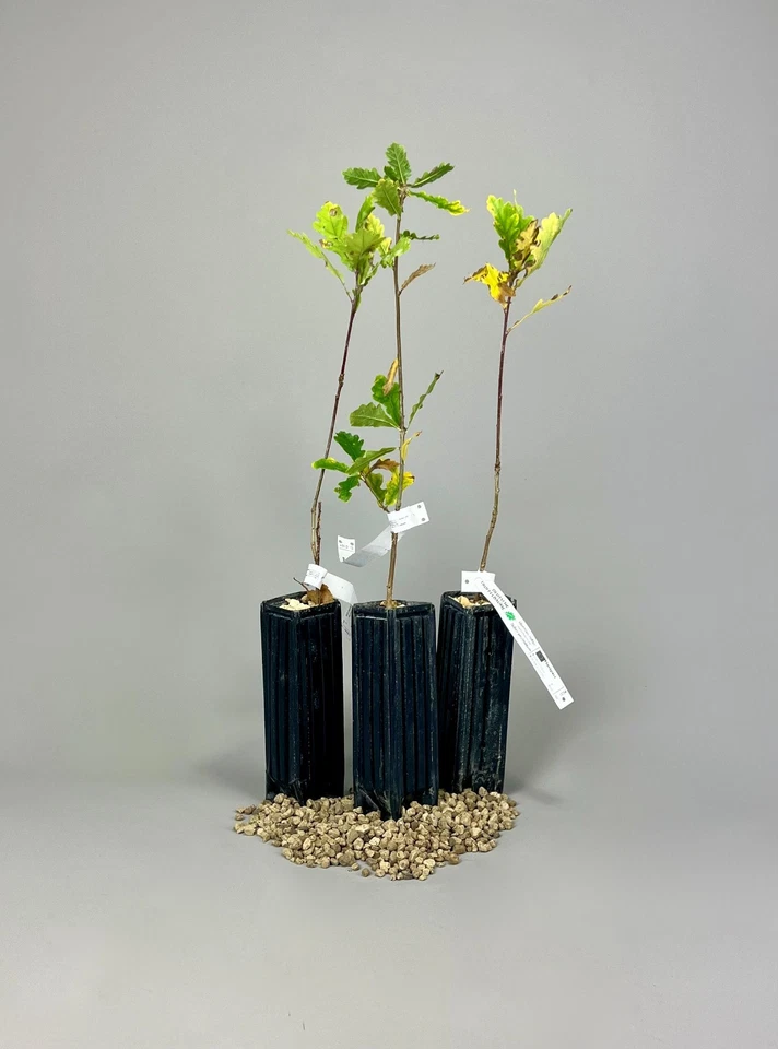 Burgunder Trüffelbaum Deutsche Eiche - Bild 4 von 4