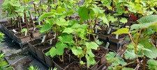 Grape Vine Plant, Red and White, 9cm pots, Multibuy Discount - Plant Passports