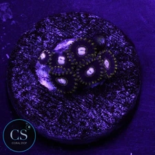 CS RARE KTAR BLACK HORNET ZOA - WYSIWYG LIVE CORAL
