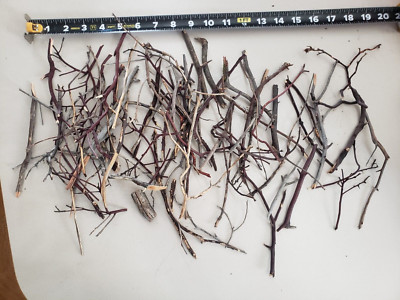 Small box full of mini Manzanita twigs, tiny trees for crafting