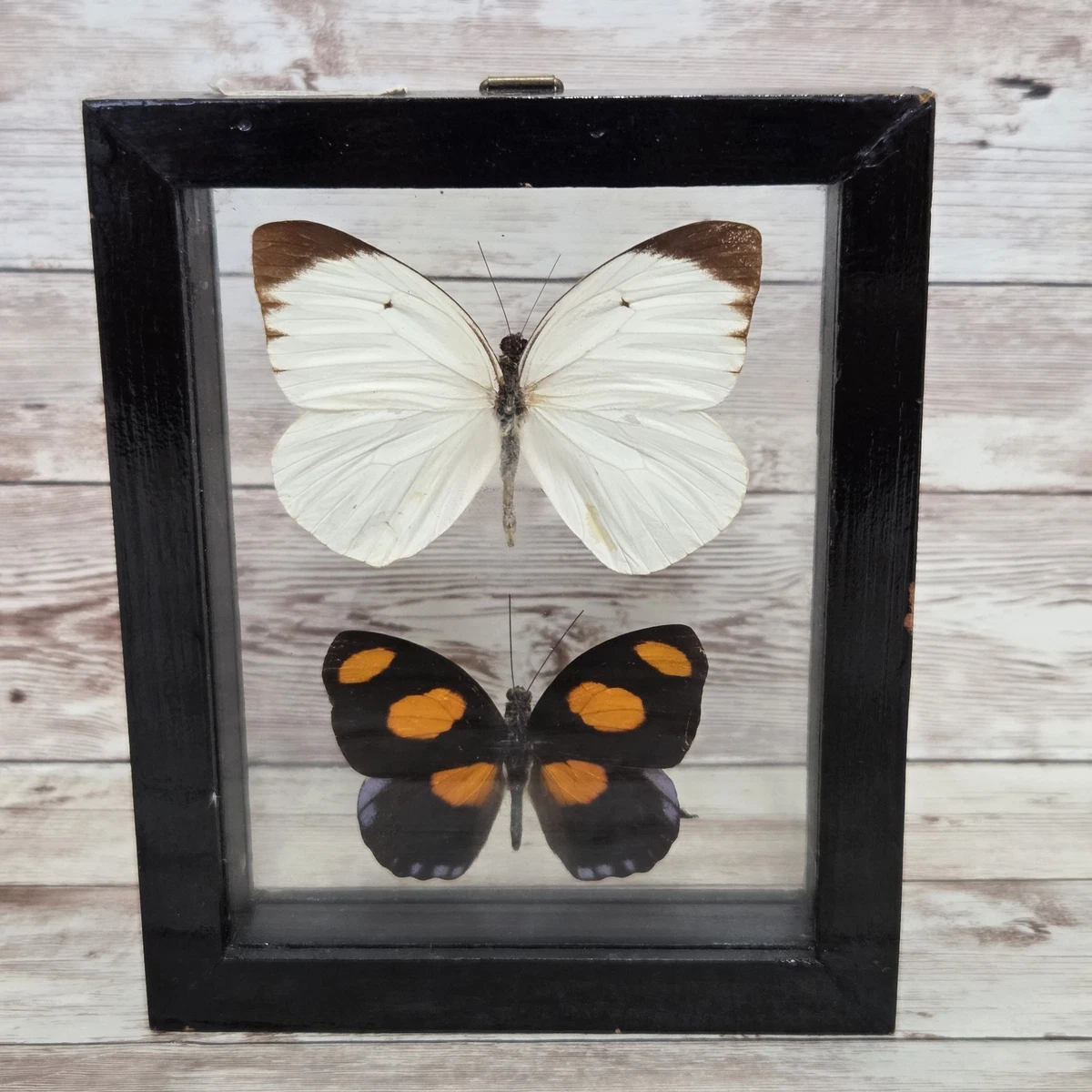 Vintage Butterfly Taxidermy for sale | eBay