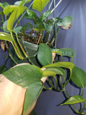 buy zz plant melbourne Large ZZ Plant | Plants Delivered In Perth
