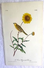 Audubon 1st ed Octavo   LE CONTE'S SHARP TAILED BUNTING   Birds of America 1840