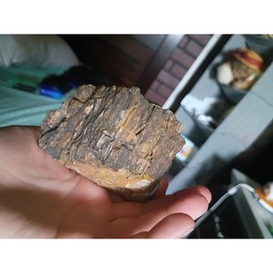 1960 Large petrified wood natural specimen