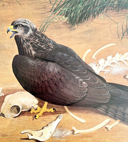 Black Kite Art Print Color Plate Birds Of Prey Vintage Nature 1979 DWT11C