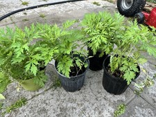 5 Mugwort Plants Artemisia vulgaris Lucid  Ng i C  u 