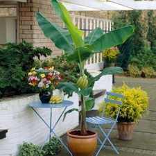 Organic Banana Gran Nain -Musa-Live Starter Plant- FREE SHIPPING