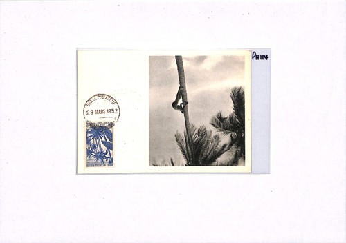 France Cols FRENCH GUINEA AOF *ADVERT* Postcard MAXI CARD Dakar TREE 1952 PH114 - Picture 5 of 12