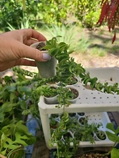 Aeschynanthus Twisted Rasta Lipstick Plant Rooted 2,5" Pot