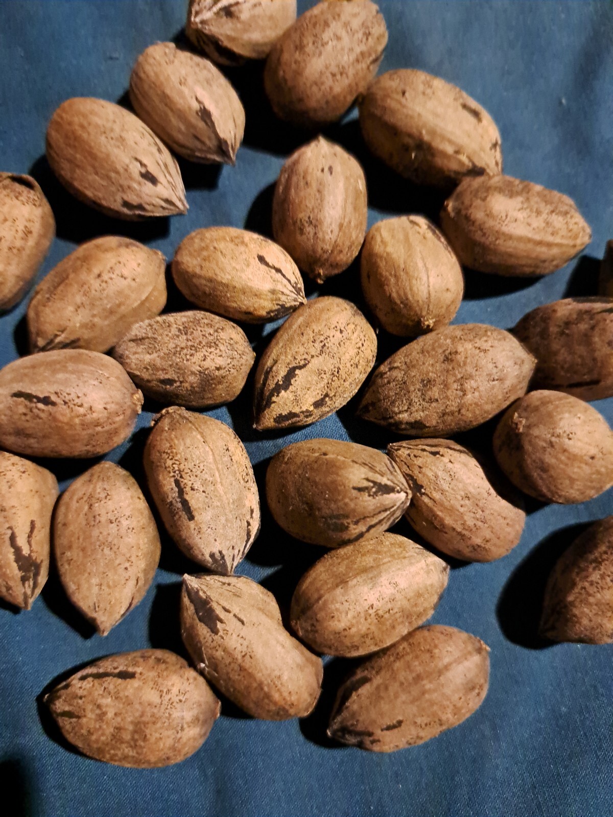 Grown•2023 Crop•Elliot Pecans59.98•FREE SHIPPING