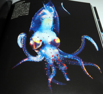 CEPHALOPODS, amazing and beautiful creatures photo book squid octopus #0937
