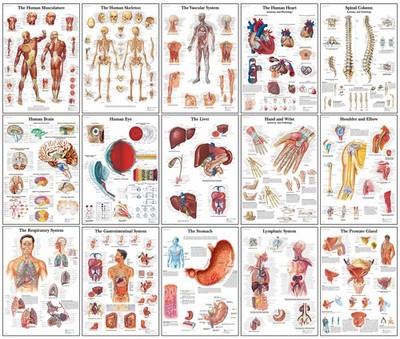 Poster Menschliche Anatomie - Skelett, Muskeln, Organe - gerahmt oder ungerahmt