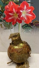 AMARYLLIS DYNASTY  (HIPPEASTRUM) LARGE BULB SIZE 30/32 INDOOR PLANT PERENNIAL