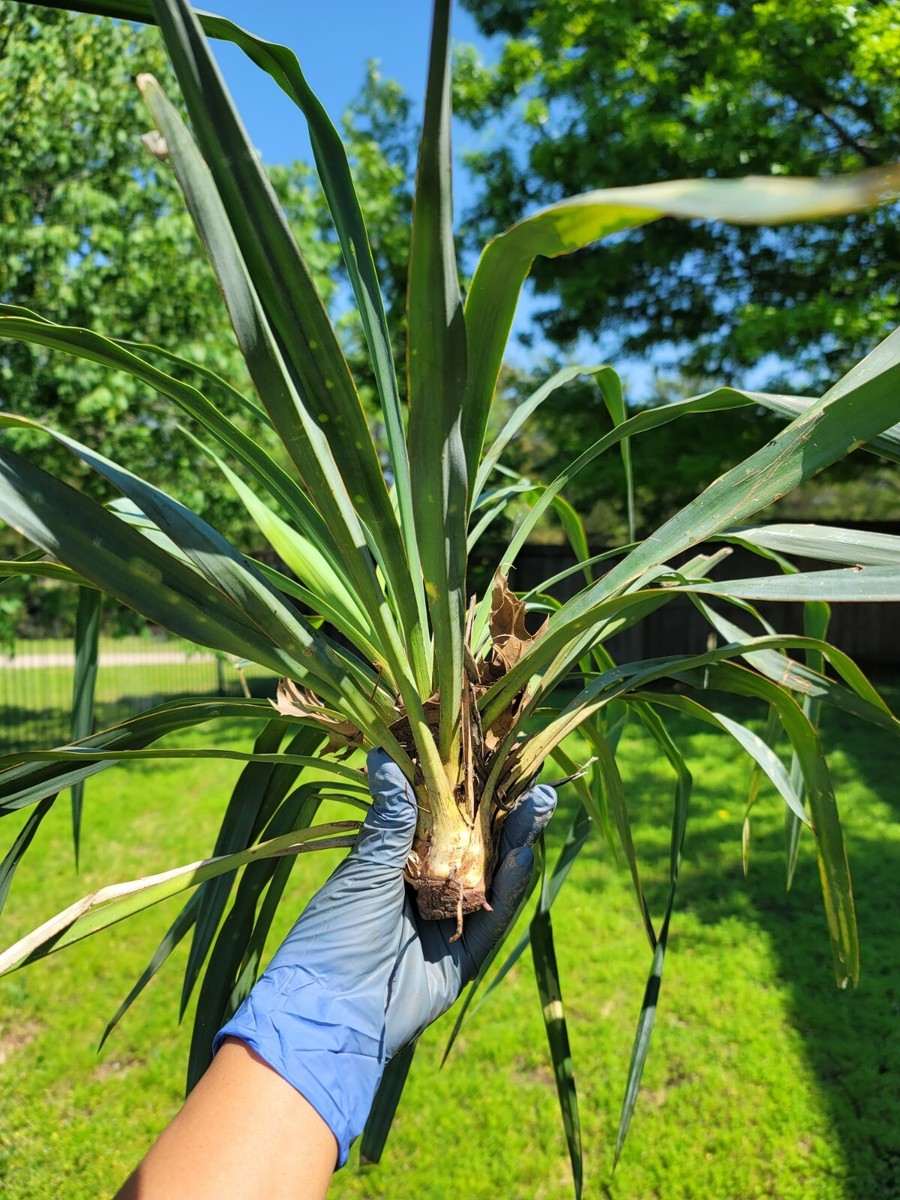 Tx organic yucca plant sz L 10 Inch above ground evergreen