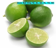 Mexican Key Semi-Dwarf Lime Tree 24"H Indoor Tropical Citrus Live Starter Plant