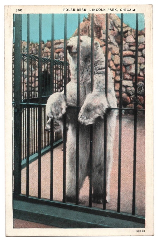 Polar Bears Lincoln Park, Chicago, IL Linen Postcard 40s VTG World's