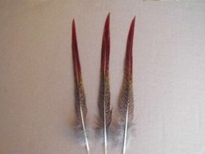 5     Sprösselfedern vom Goldfasan   17 cm lang