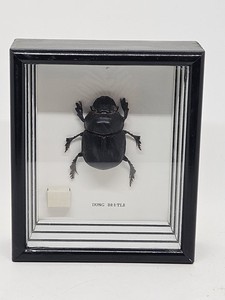 Dung Beetle | eBay