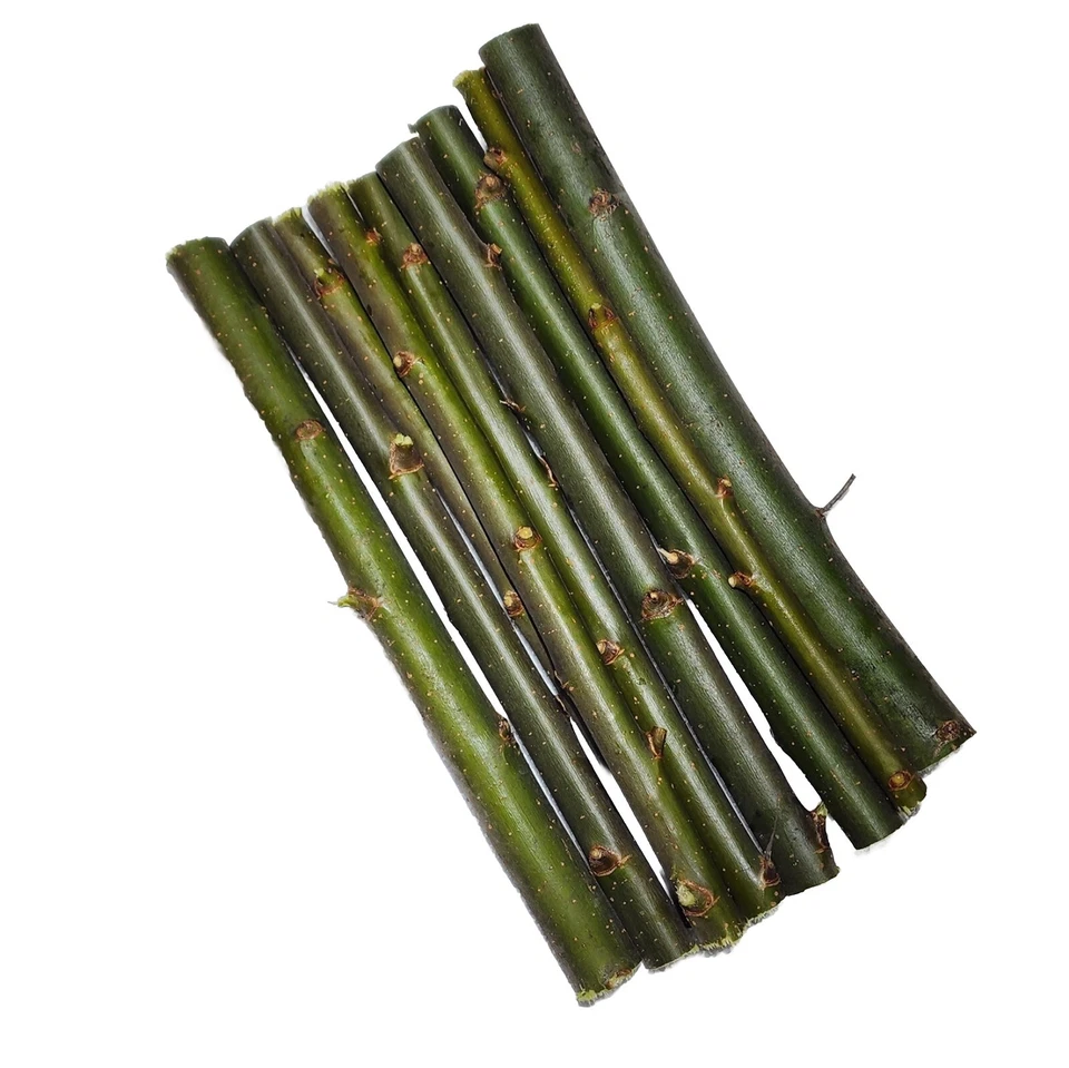 30 Austree Hybrid Willow Trees Fast Growing Shade Windbreak Cuttings FAST SHIP - Image 3 of 4