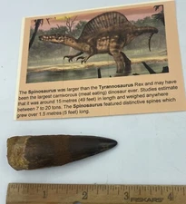 Spinosaurus 2.75” T00TH  Dinosaur F0ssil before T Rex Cretaceous A423