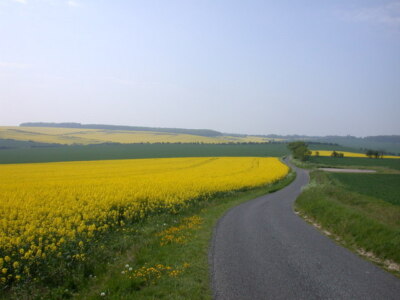 Foto 6x4 Raps- und Weizenfelder Great Chesterford Der verschiedene Farbton von c2008