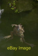 Photo 6x4 Frogs at the Plantation Garden Two Common Frogs apparently mati c2009