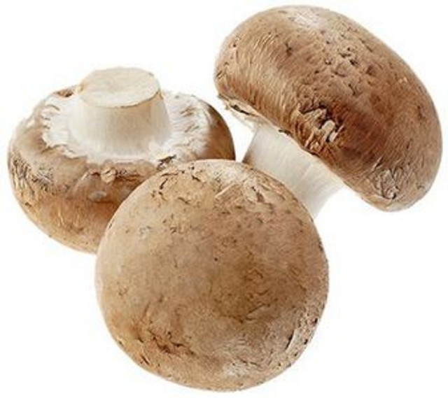 Royal Agaricus Bisporus Portobello CHAMPIGNON Mushroom Spores Fungus