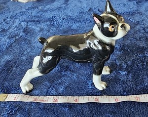 Sweet Boston Terrier Miniature