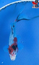 6" SHUBUNKIN Live GOLD Fish Garden Pond 11/2