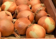 Onion Seeds,  Yellow Spanish Onion Seeds,"COOL BEANS N SPROUTS" Brand. Home Gard