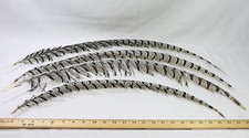 Lady Amherst Center Pheasant Feathers 28-32  ...
