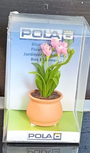 Orquídea Pola LGB 331983 | Condition: Neu