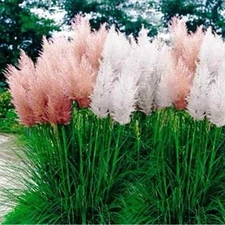 Pampas Grass Seeds - Mix | 25 Seeds - Perennial Ornamental FREE SHIP USA SELLER